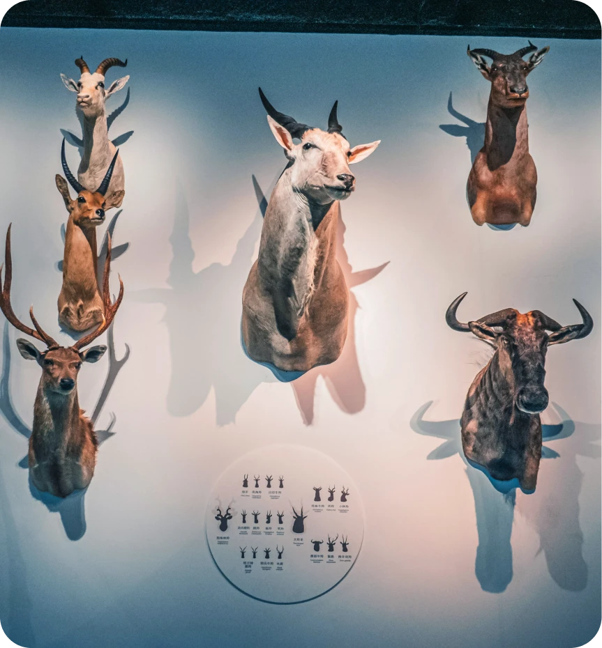 Game and Trophy Shipping Cost